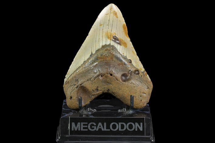 Fossil Megalodon Tooth - North Carolina #124934